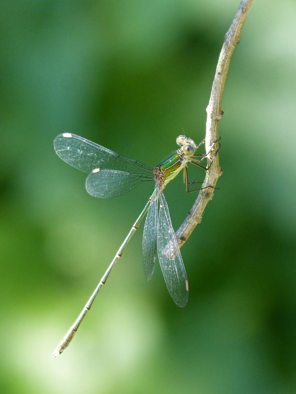 dragonfly  damselfly  green dragonfly free photo