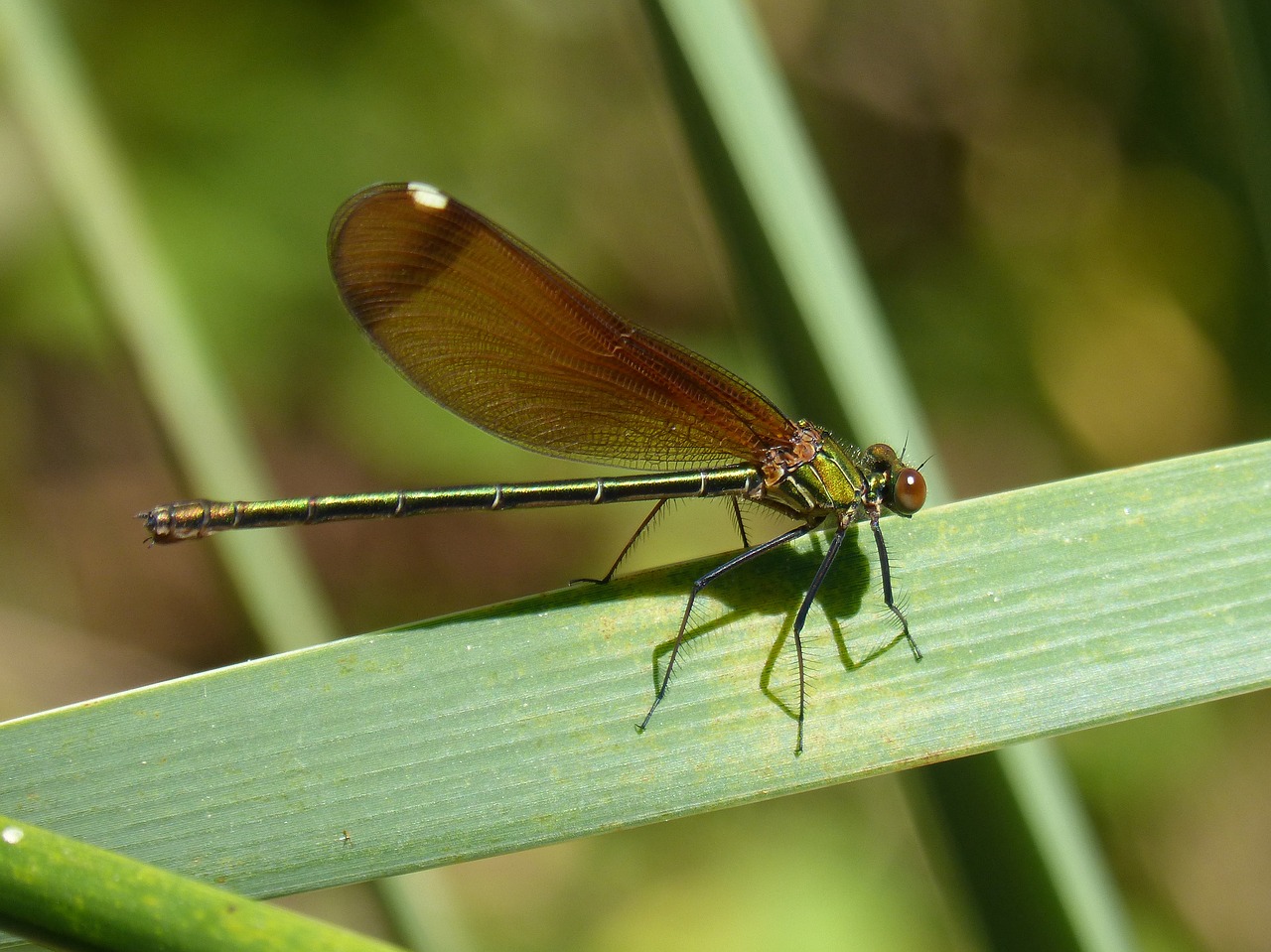 dragonfly  damselfly  green dragonfly free photo