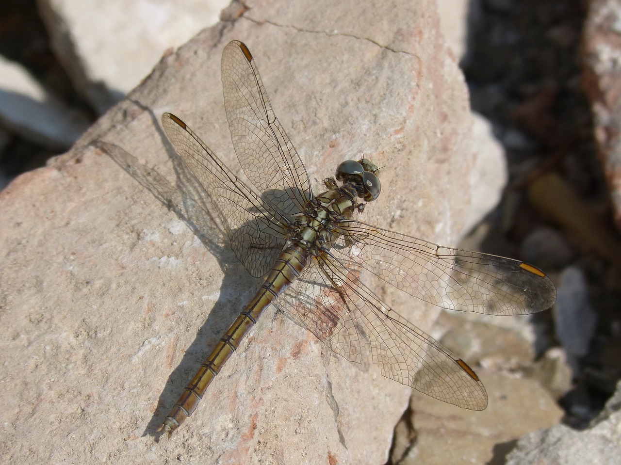 dragonfly  orthetrum chrysostigma  beauty free photo