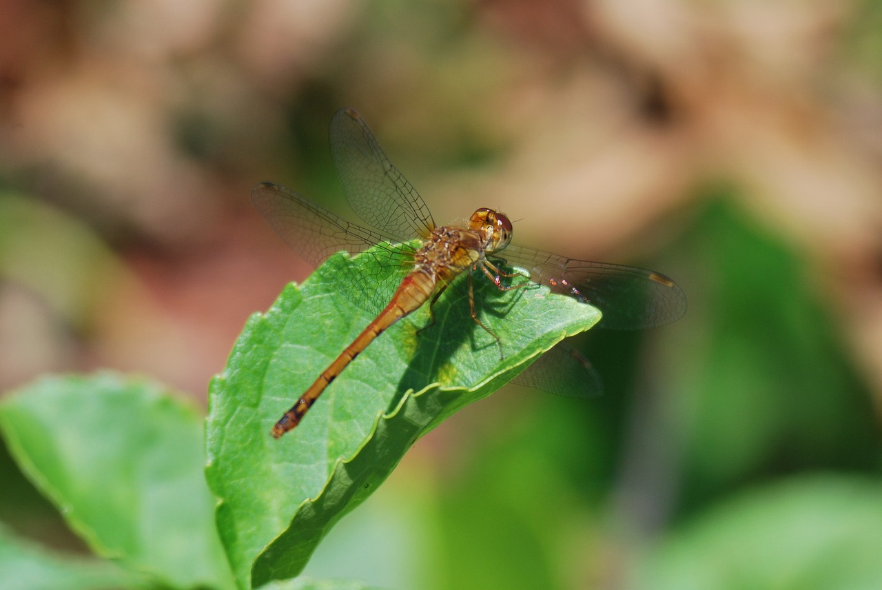 dragonfly  insect  bug free photo