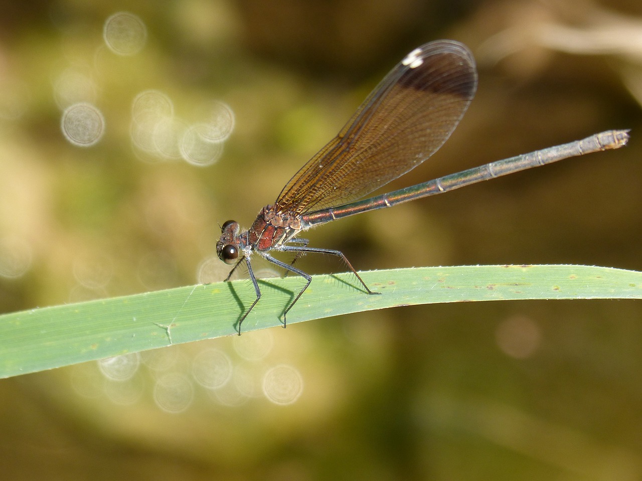 dragonfly  black dragonfly  leaf free photo