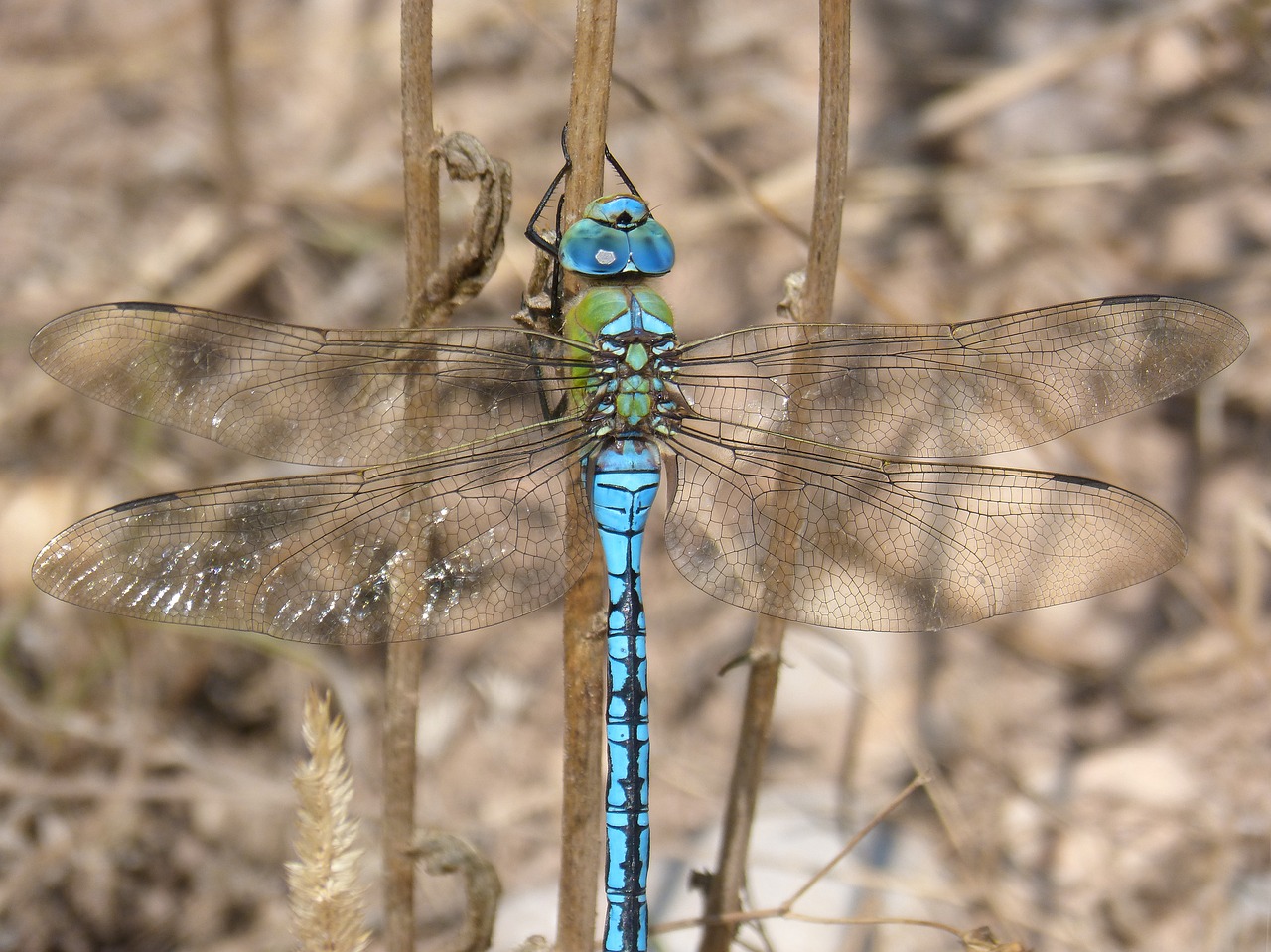dragonfly  dragonfly large  blue dragonfly free photo