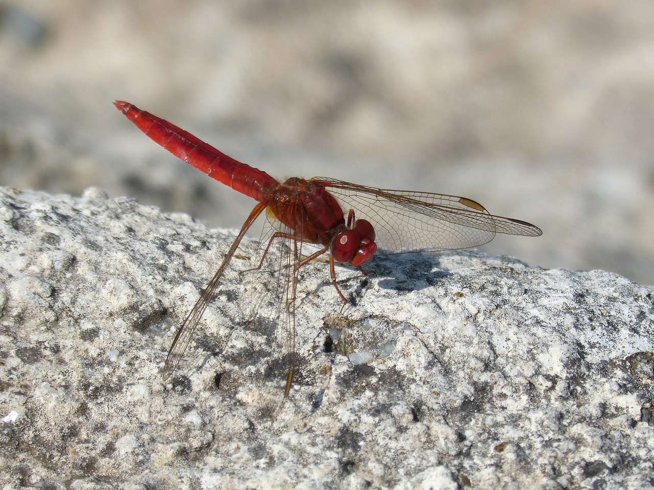 dragonfly  red dragonfly  erythraea crocothemis free photo