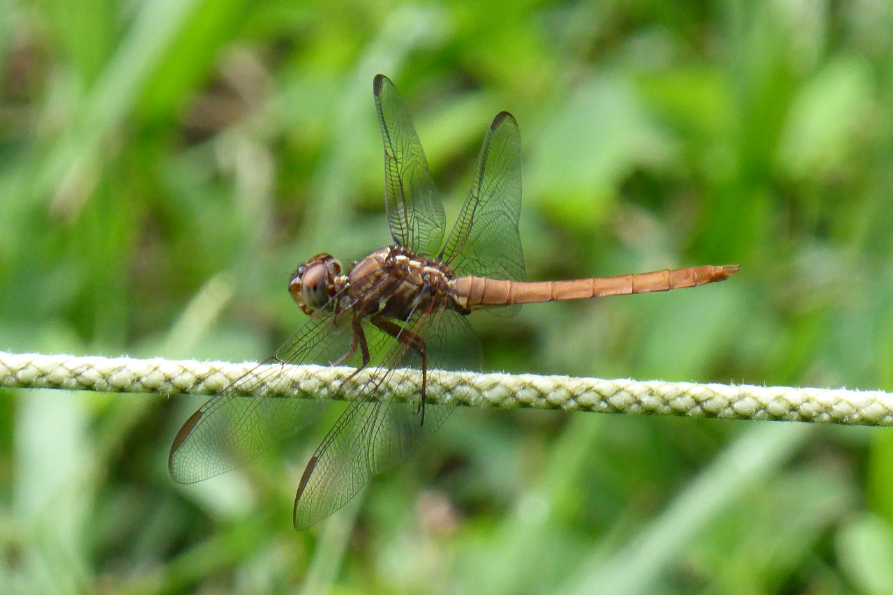 dragonfly  insect  nature free photo