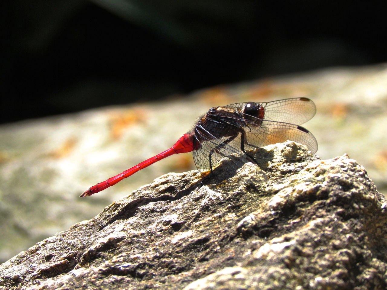 dragonfly  pink  insect free photo