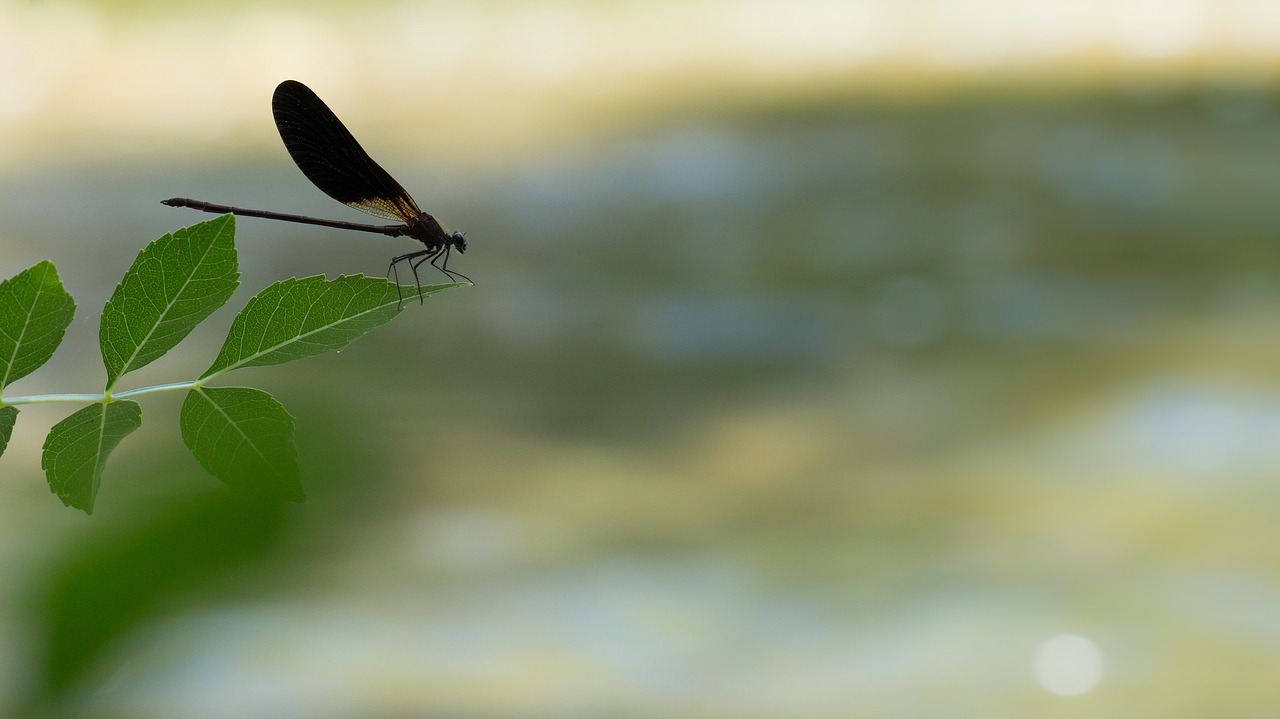 dragonfly  insect  insects free photo