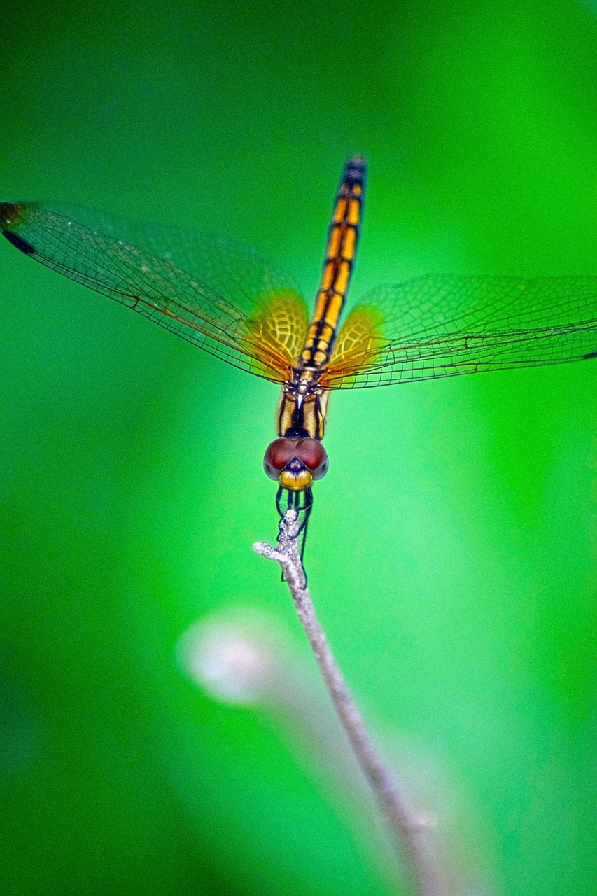 dragonfly  insects  green free photo