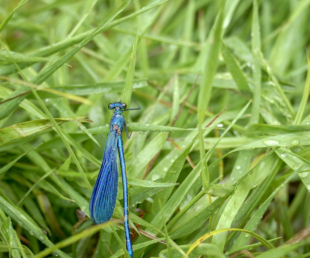 dragonfly  nature  insect free photo