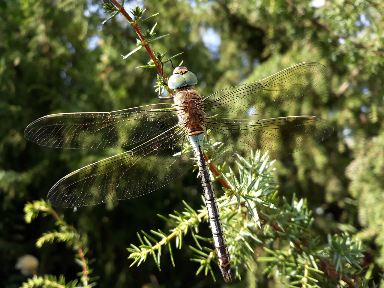 dragonfly  wings  blue dragonfly free photo