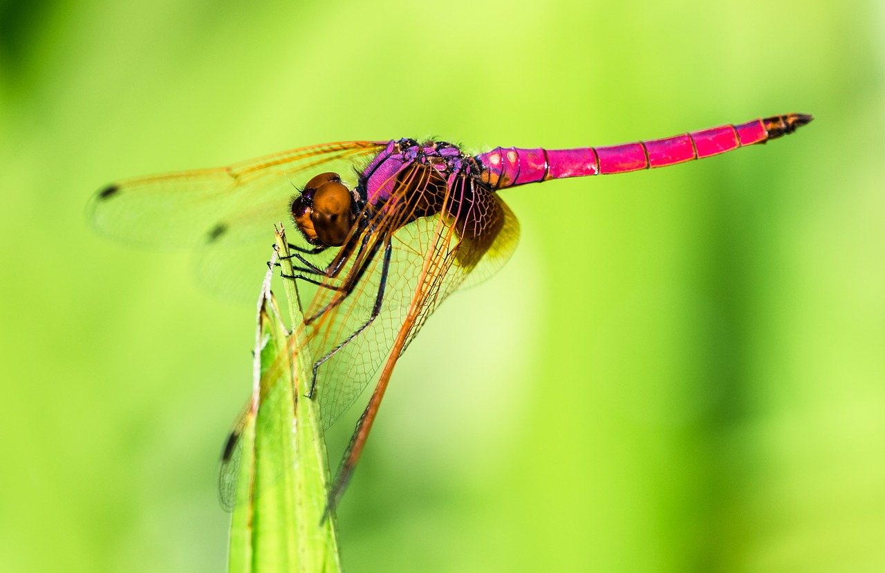 dragonfly insect close free photo