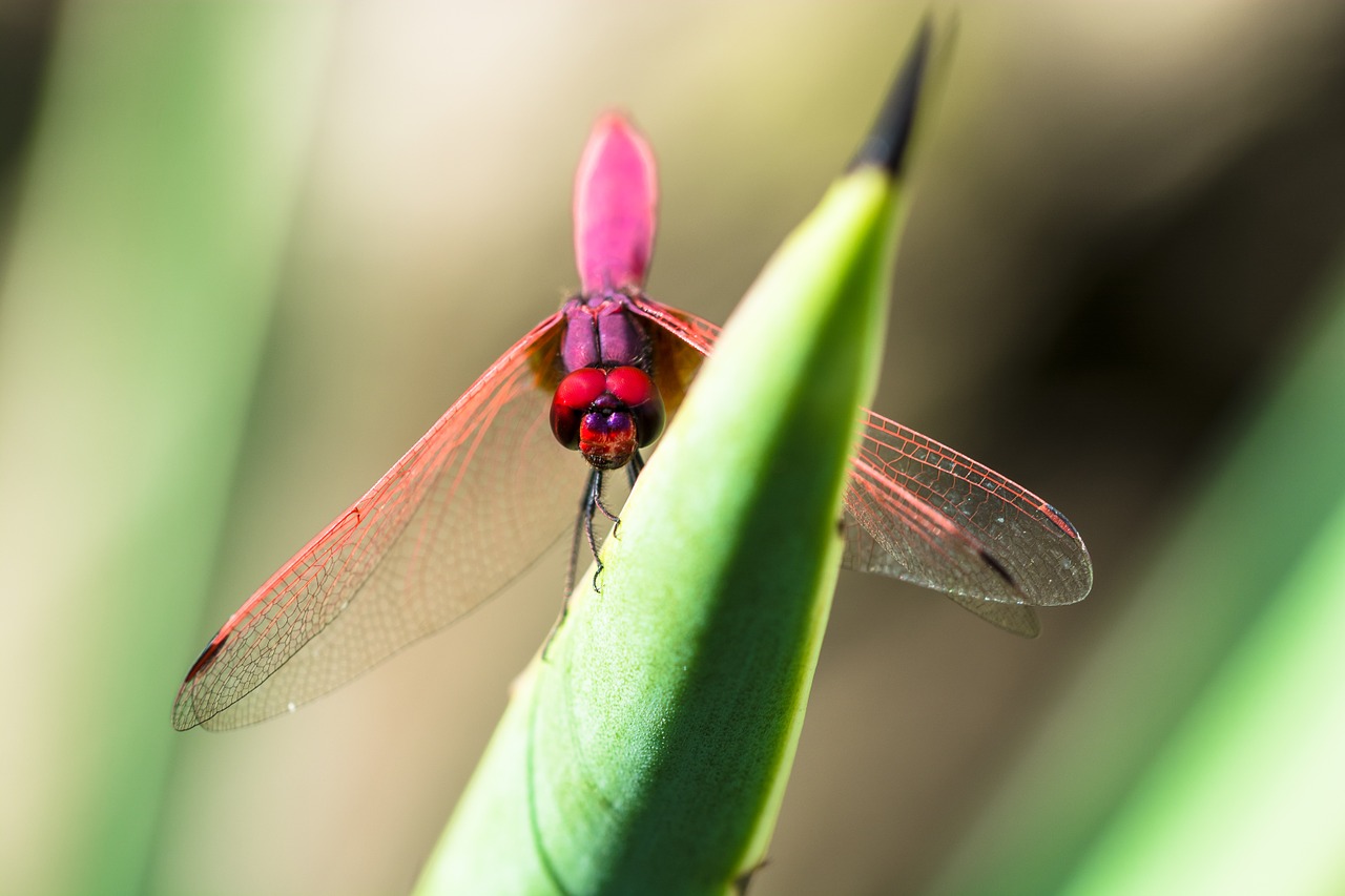 dragonfly insect close free photo