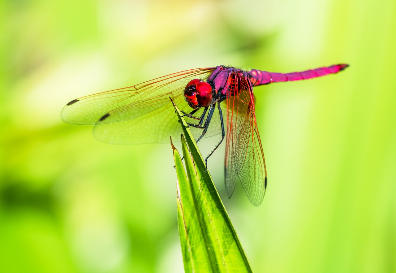 dragonfly insect close free photo