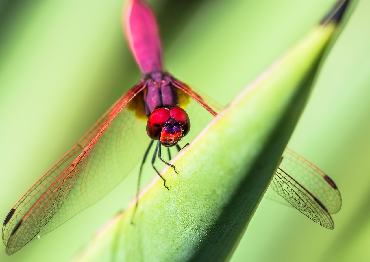 dragonfly insect close free photo