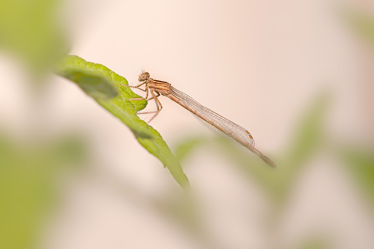 dragonfly  zygoptera  demoiselle free photo