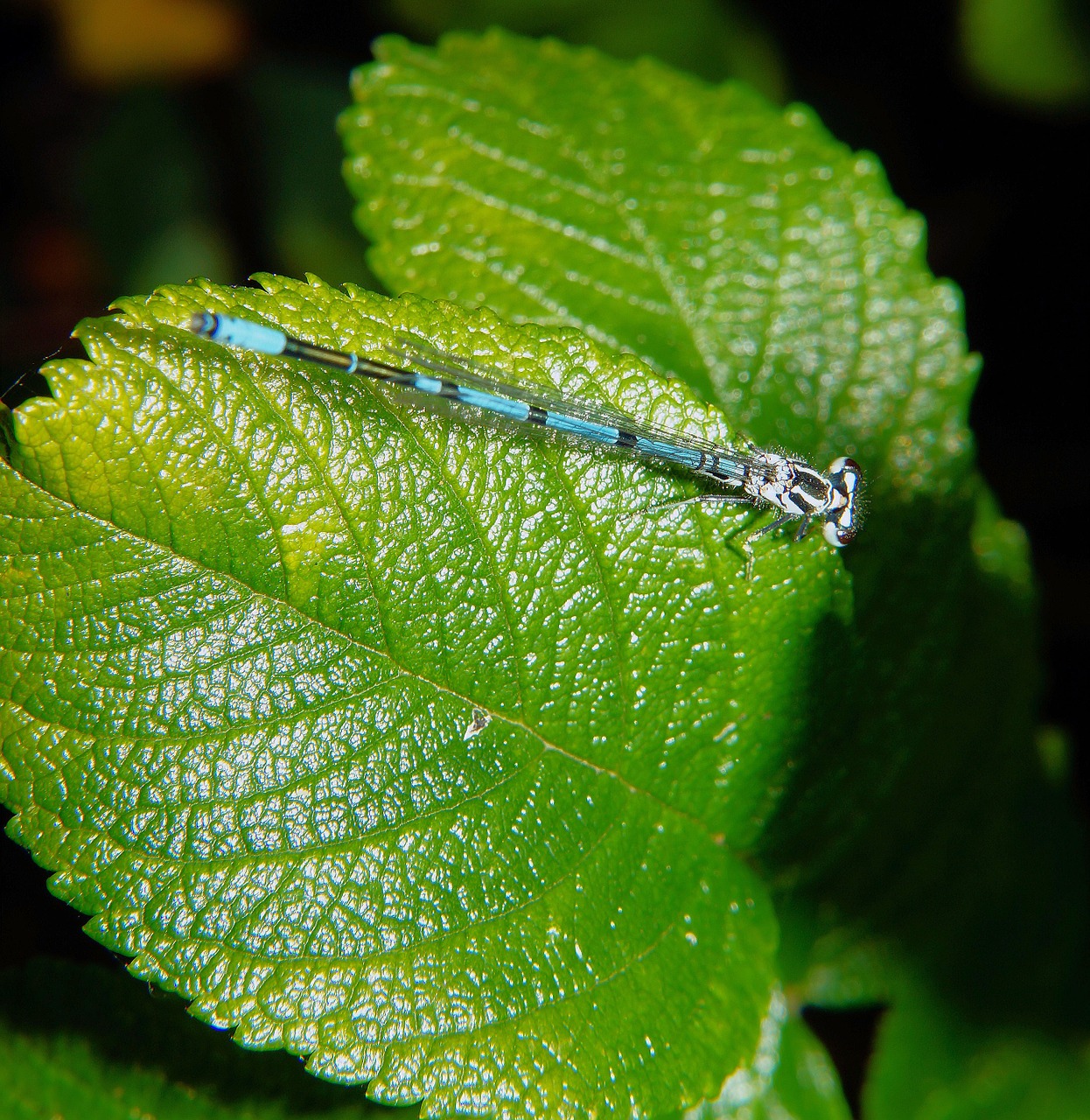 dragonfly leaf macro free photo