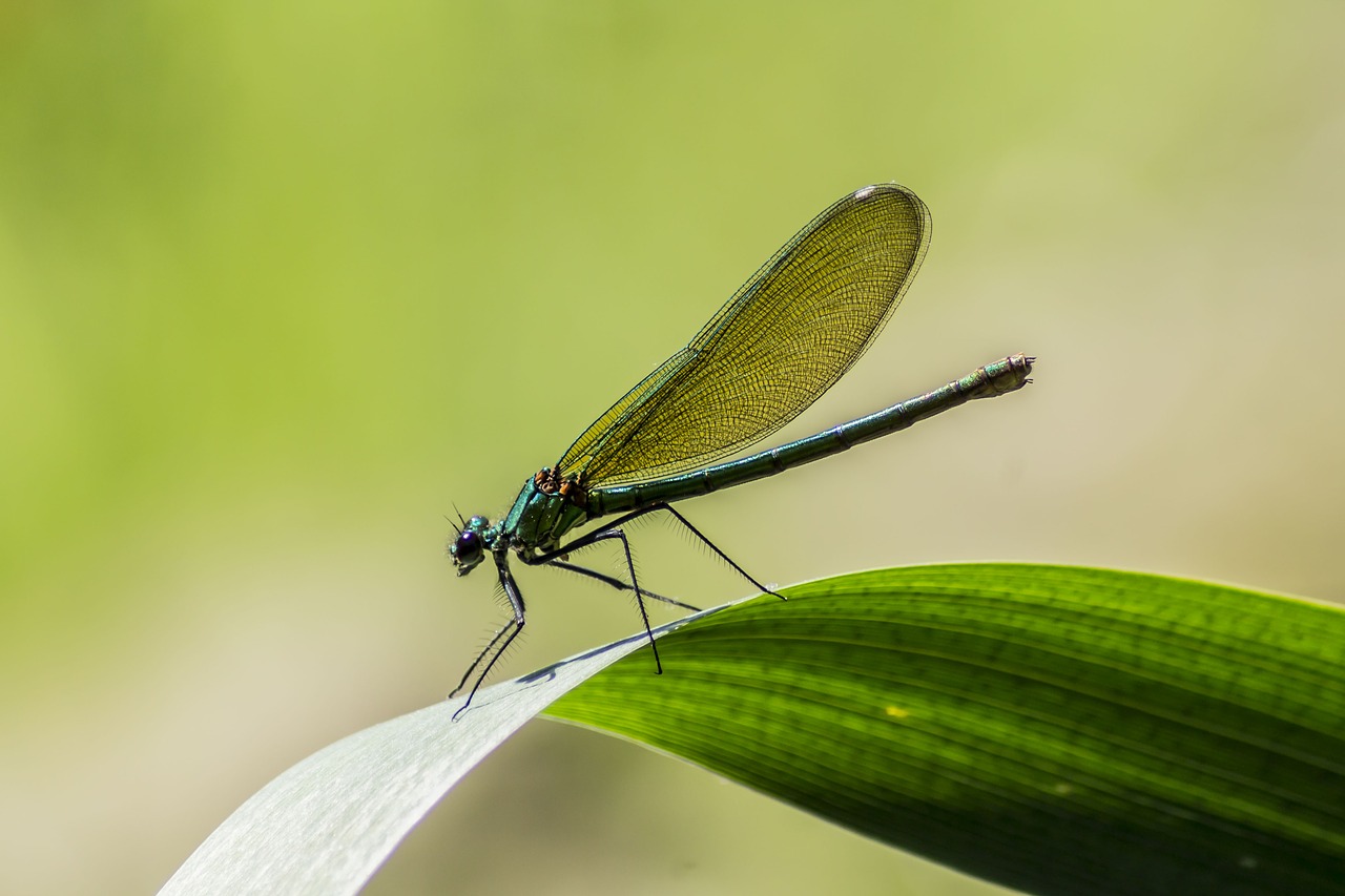 dragonfly  nature  insect free photo