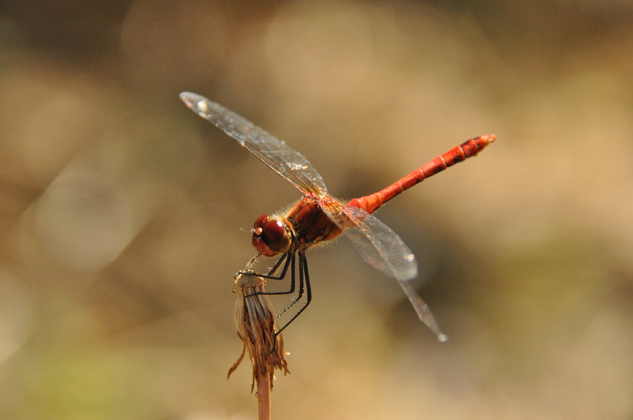 dragonfly  nature  summer free photo