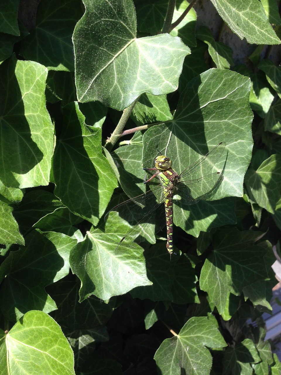 dragonfly  odonata  ivy free photo