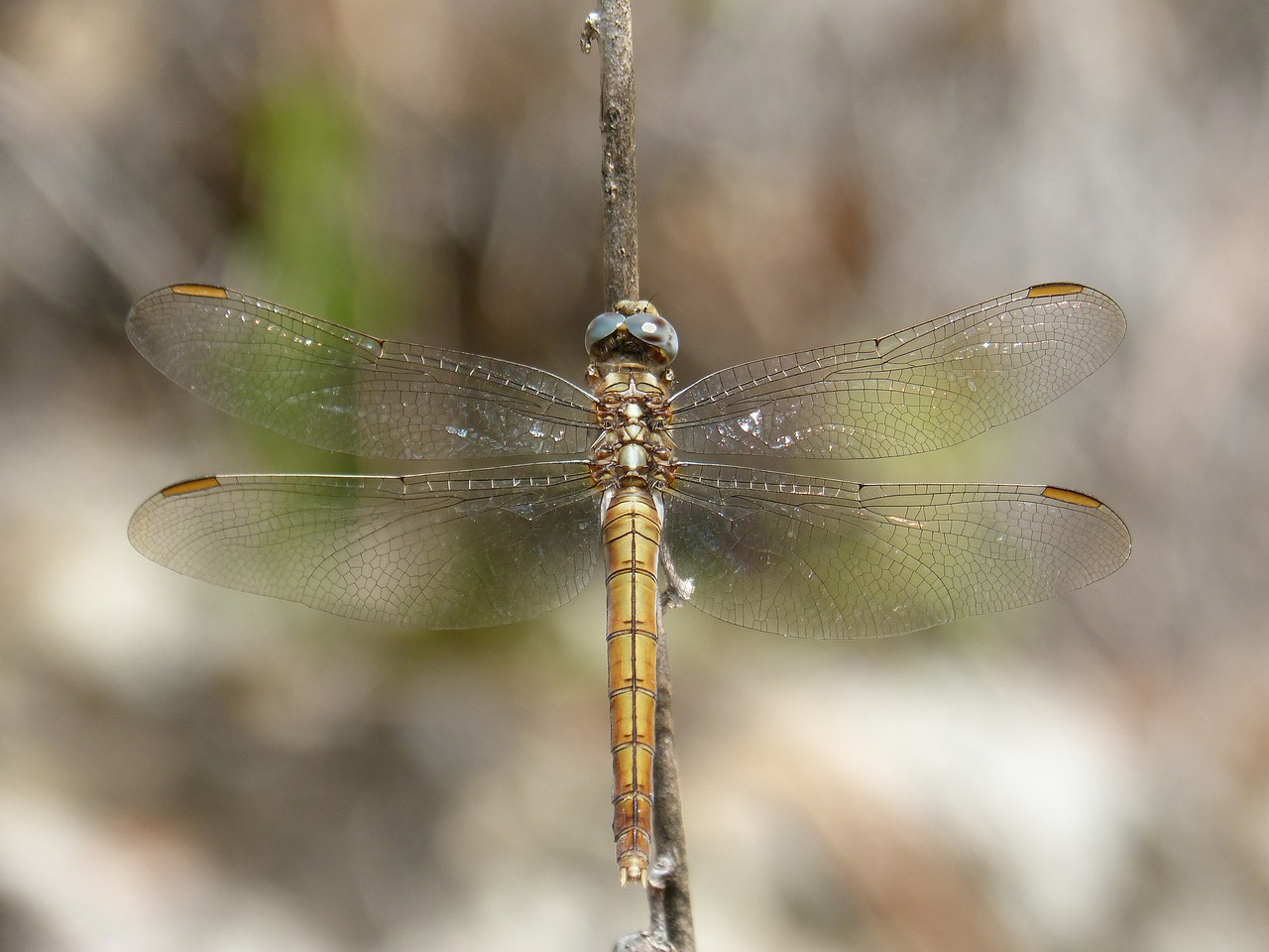 dragonfly  branch  winged insect free photo