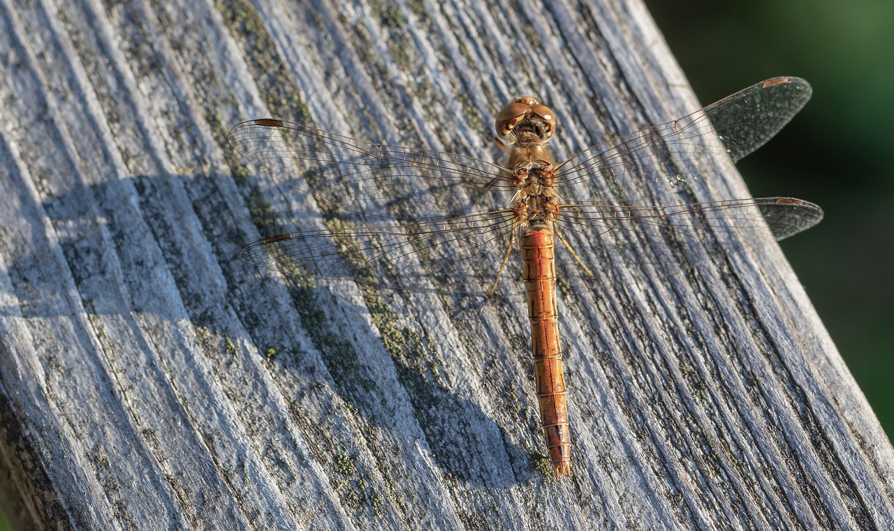 dragonfly  darter sympetrum  wing free photo