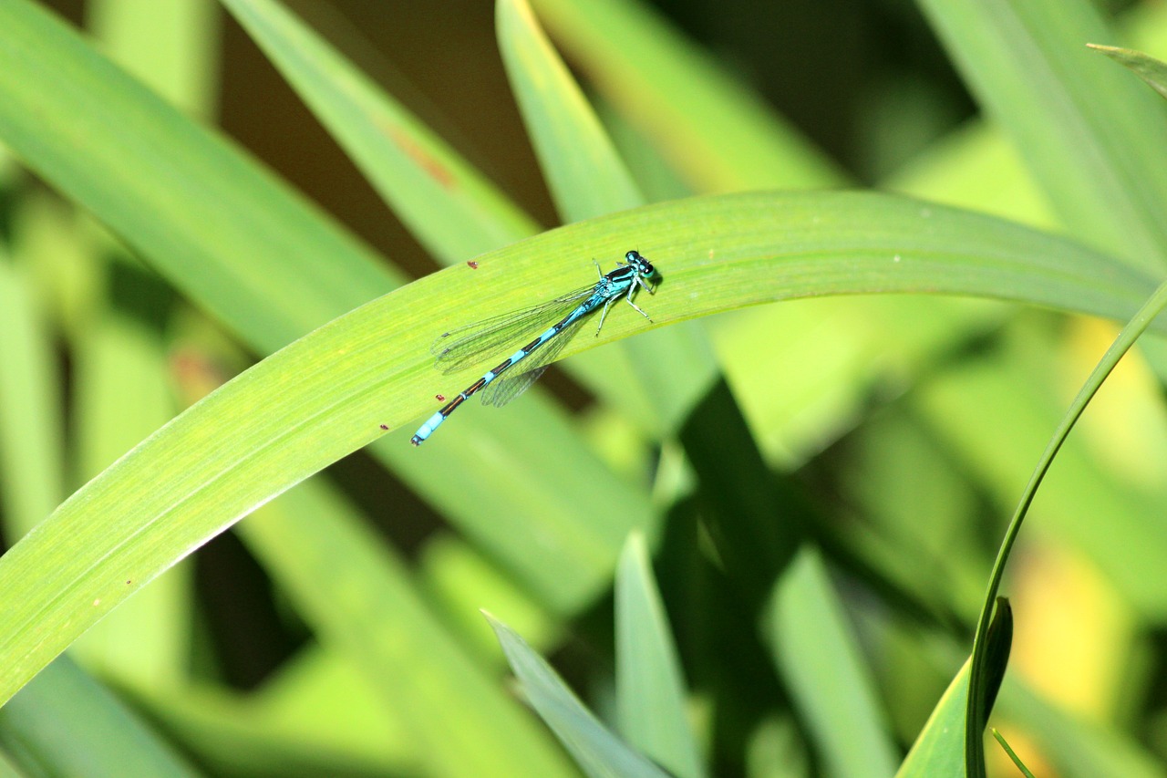dragonfly  blue dragonfly  insect free photo