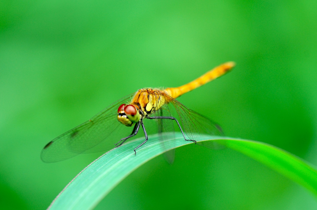 dragonfly insects summer free photo
