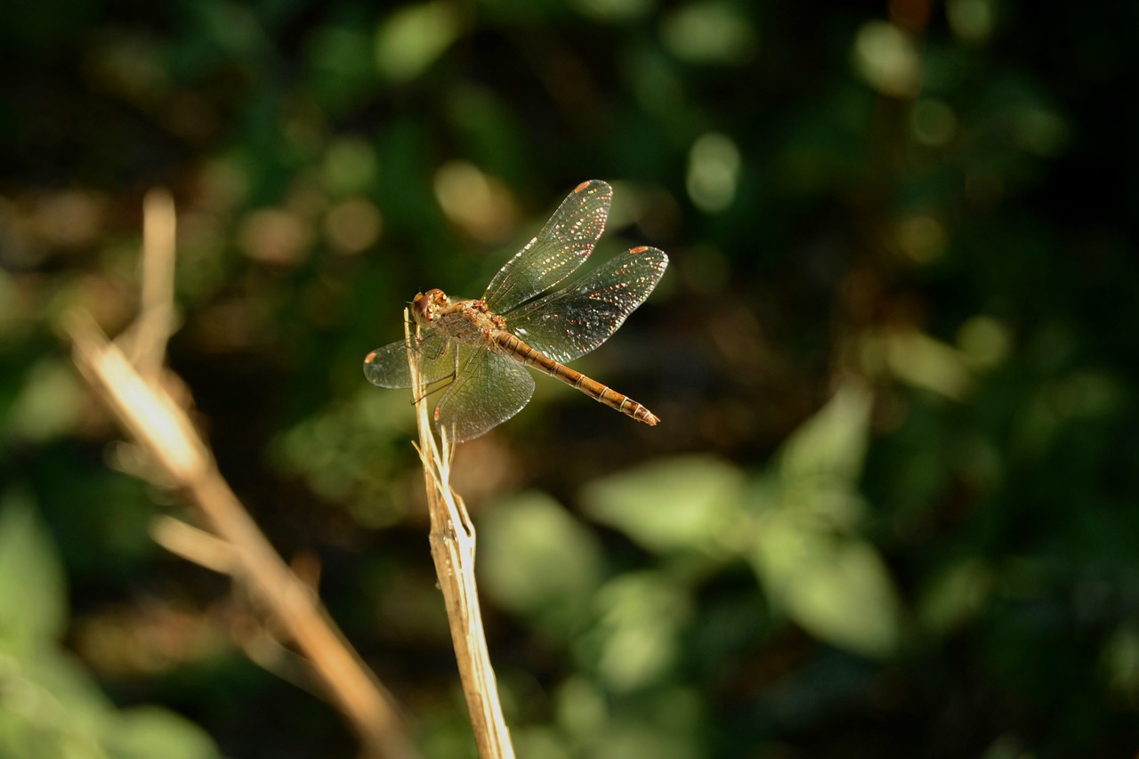 dragonfly  insect  nature free photo