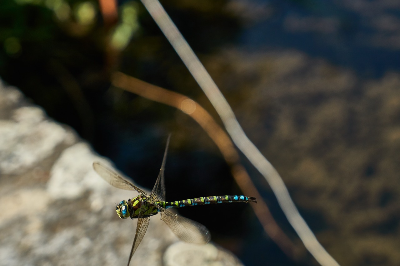 dragonfly  insect  wing free photo