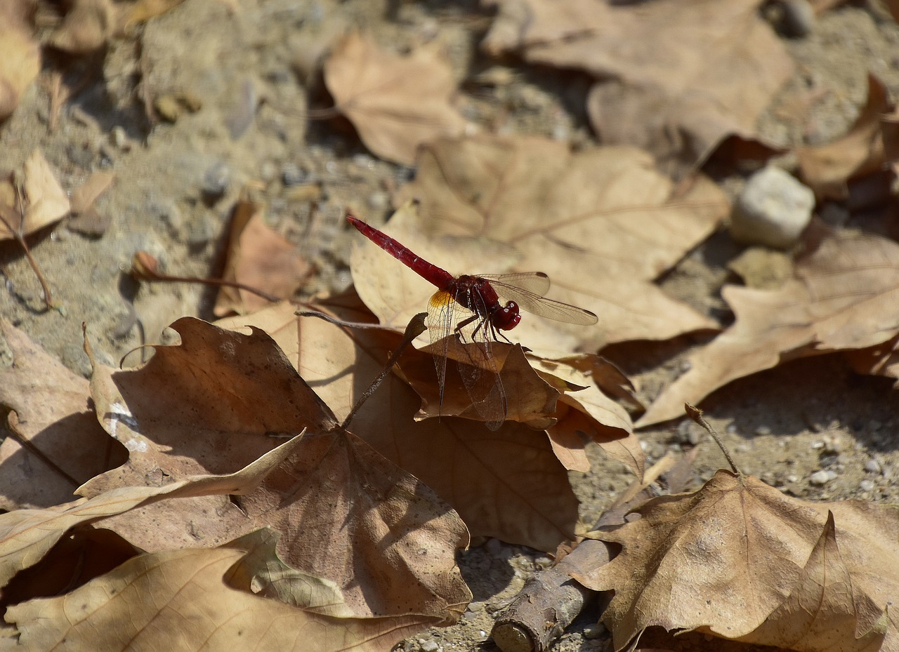 dragonfly  insect  nature free photo