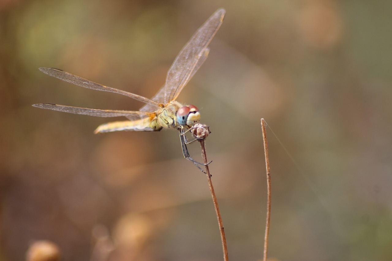 dragonfly  insects  nature free photo