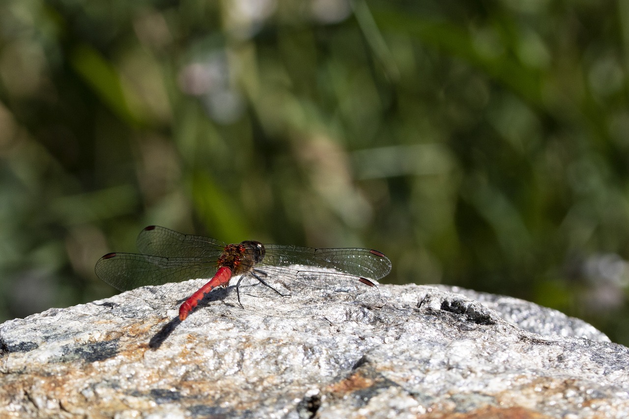 dragonfly  red dragonfly  insects free photo