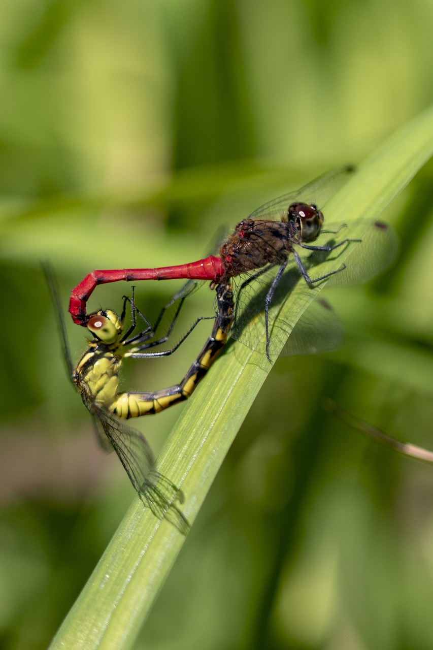 dragonfly  red dragonfly  insects free photo