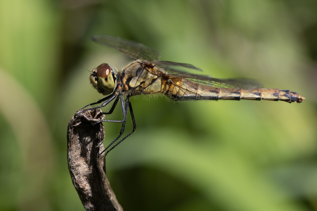 dragonfly  red dragonfly  insects free photo