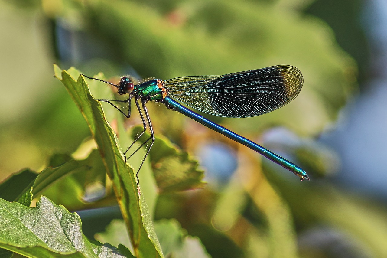 dragonfly  leaf  insect free photo