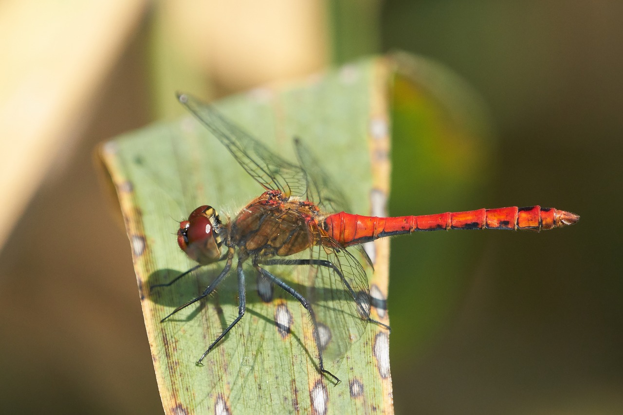 dragonfly  leaf  plant free photo