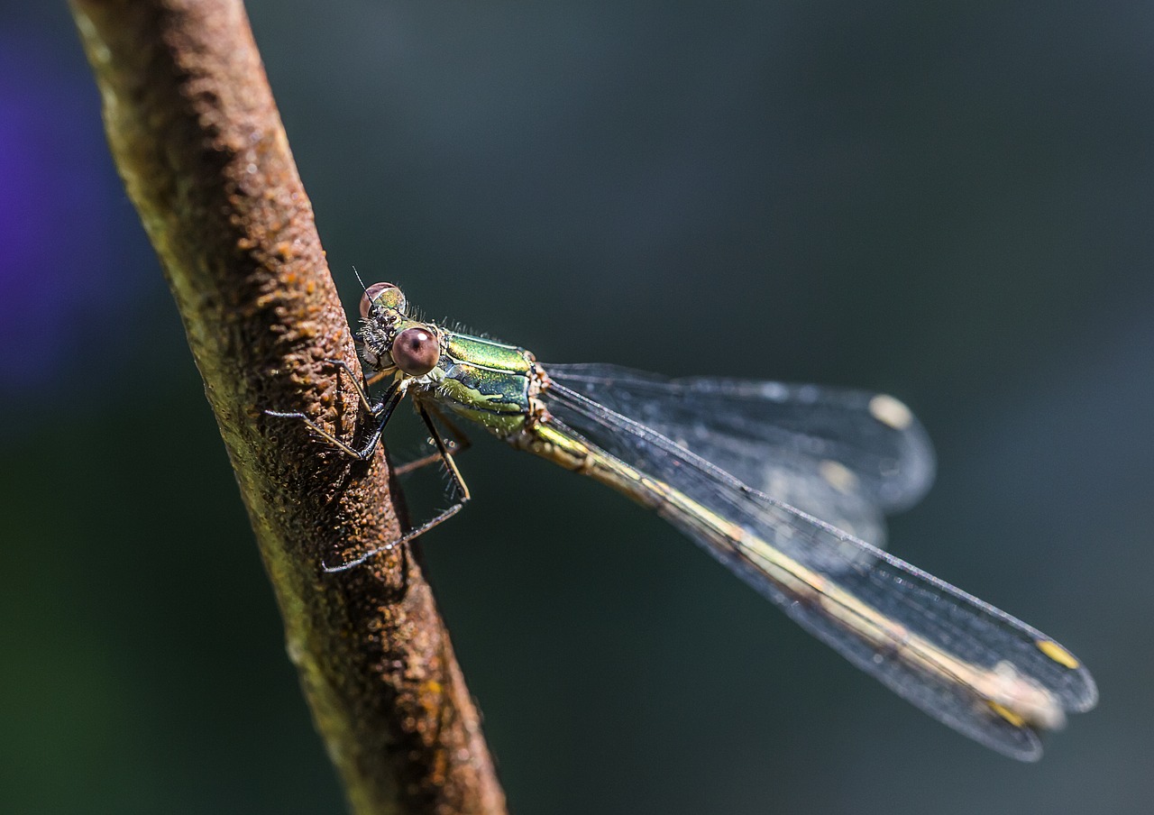 dragonfly  insect  nature free photo