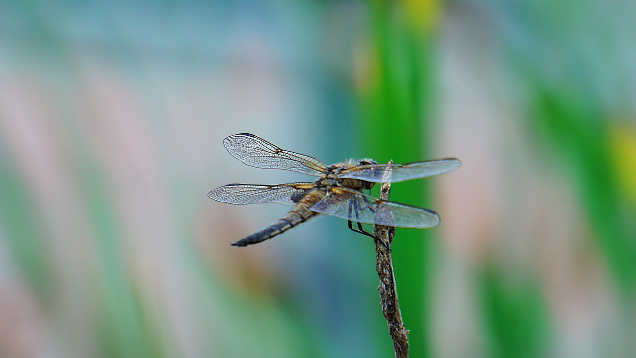 dragonfly  animal  nature free photo