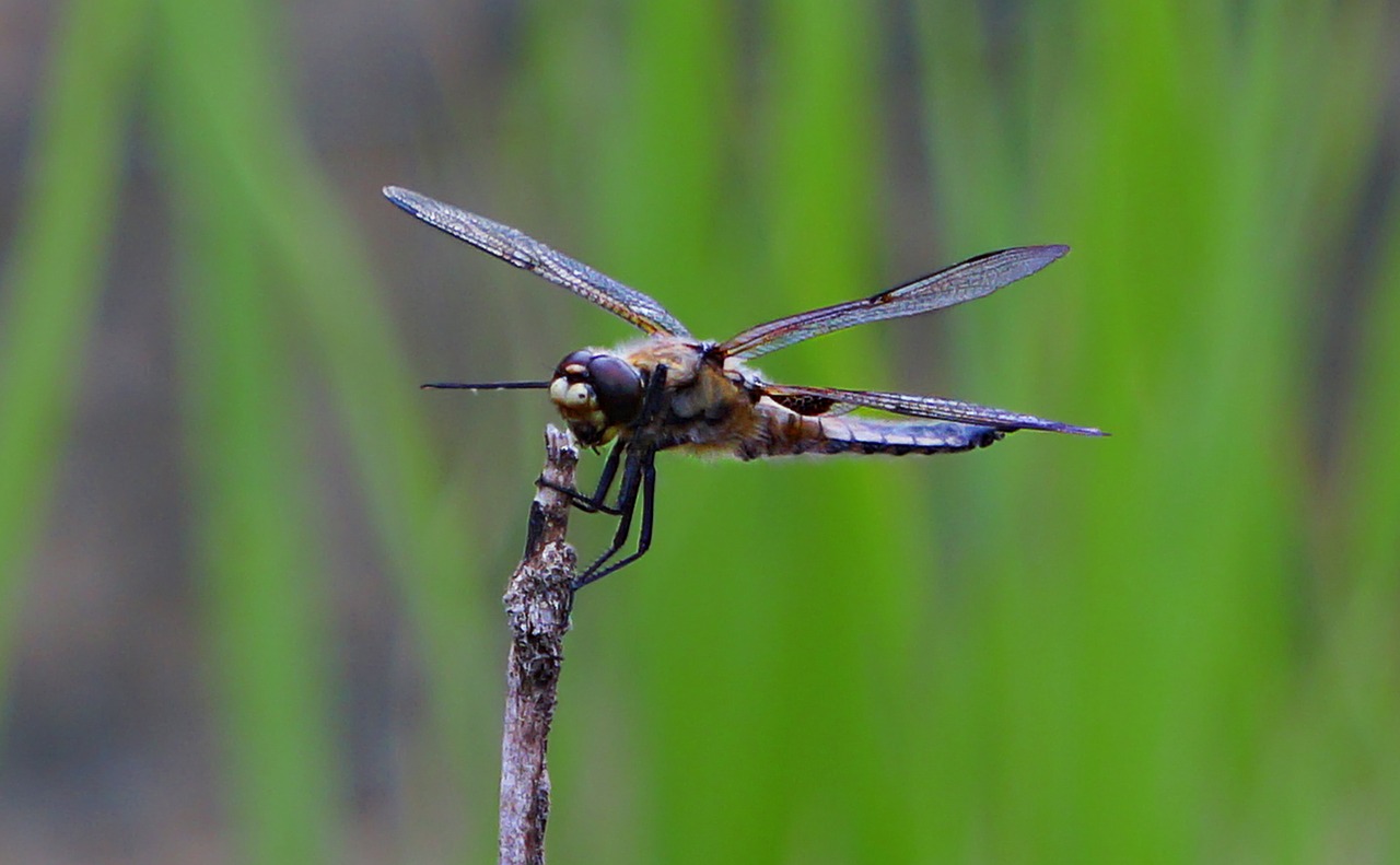 dragonfly  animal  nature free photo