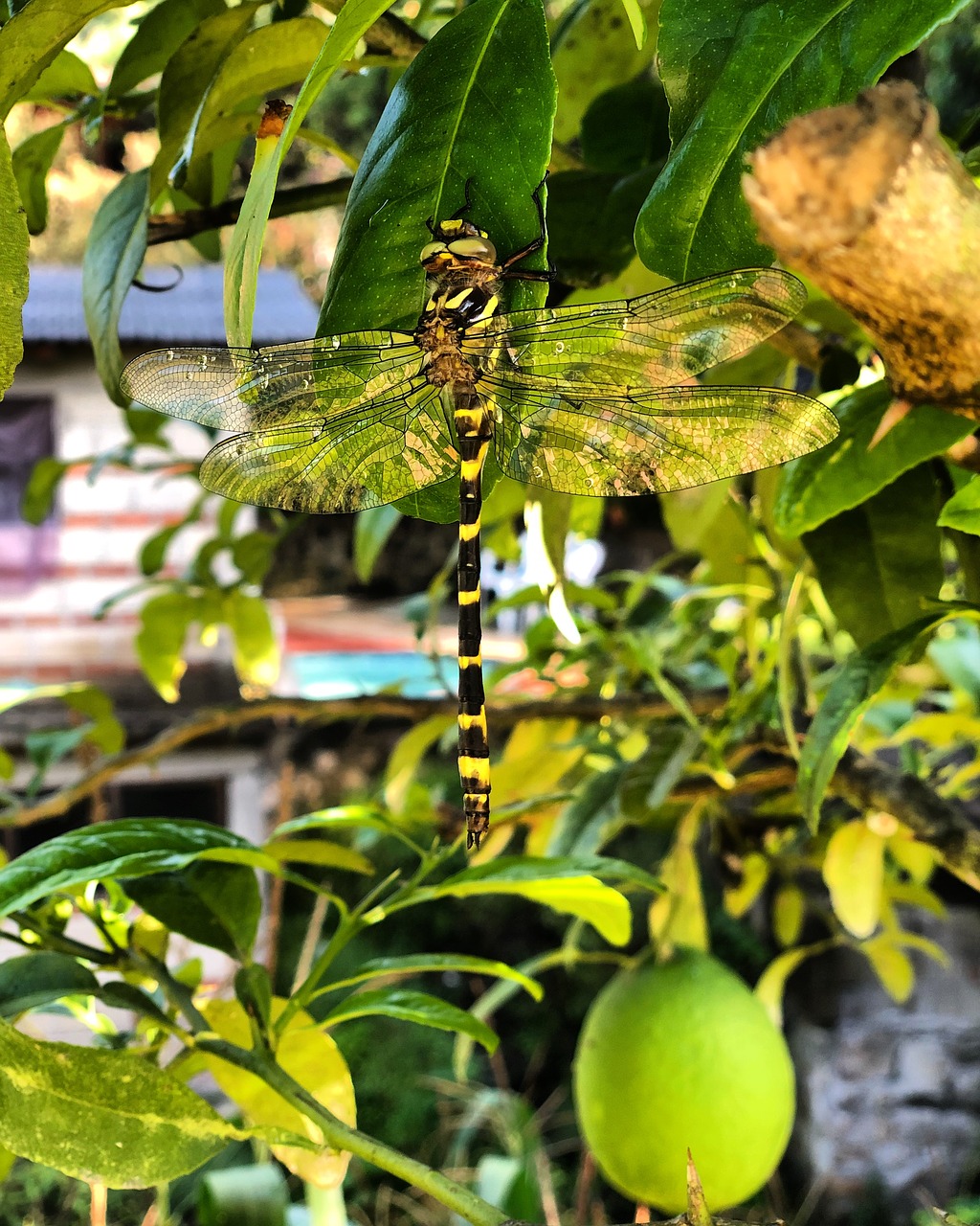 Lemon lime dragonfly
