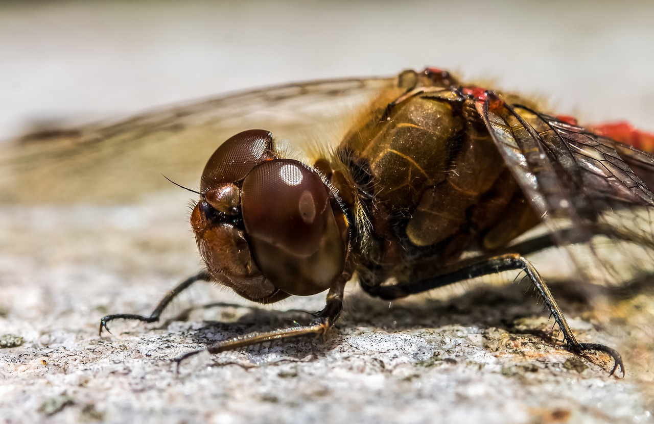 dragonfly  insect  animal free photo