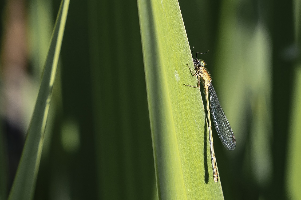 dragonfly  insect  nature free photo