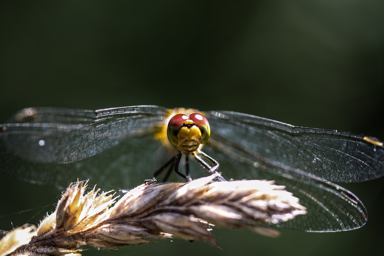 dragonfly  samer  macro free photo