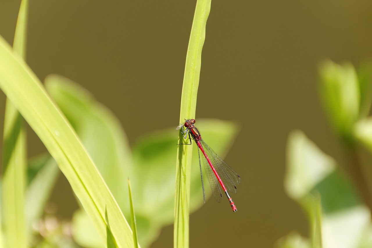 dragonfly  macro  insect free photo