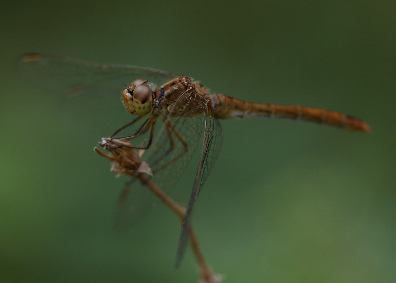 dragonfly  insecta  wings free photo