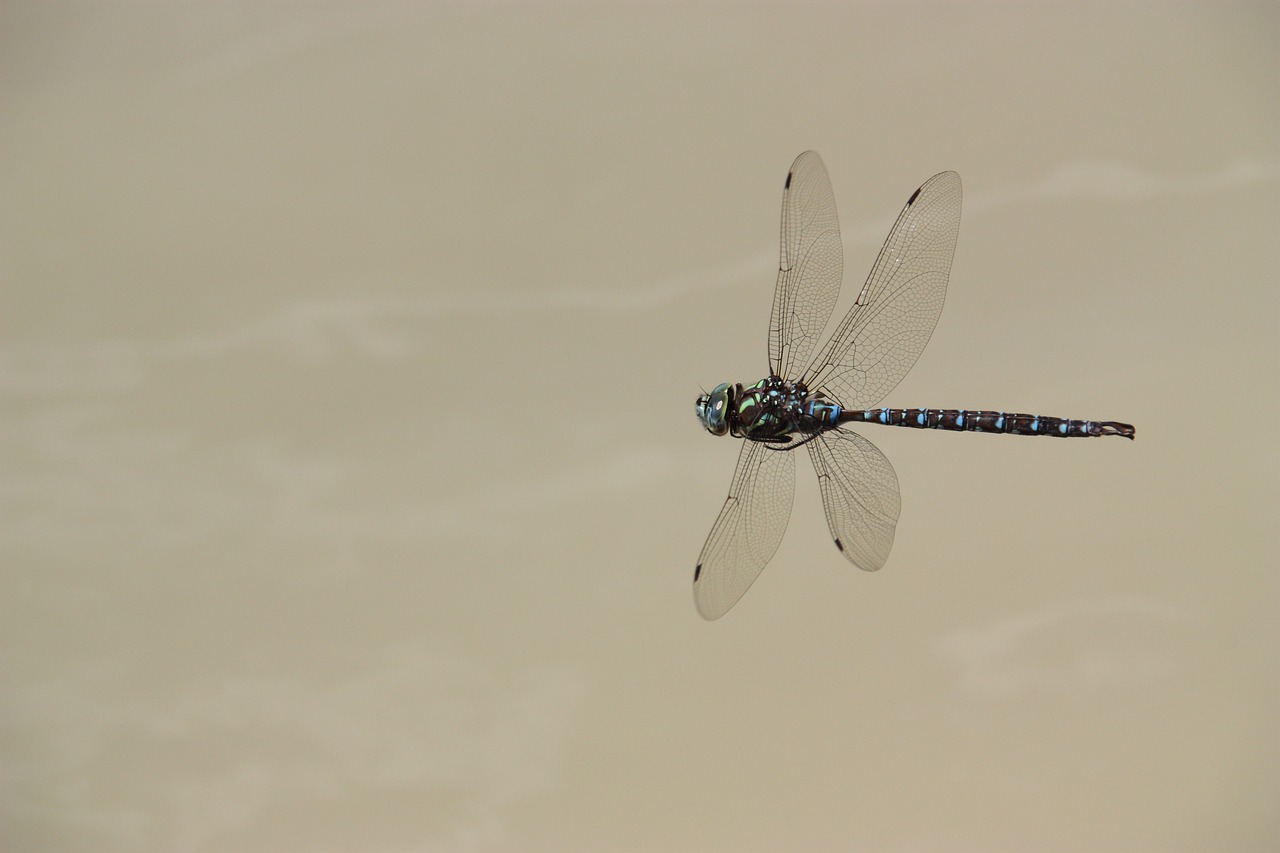 dragonfly  fly  insect free photo