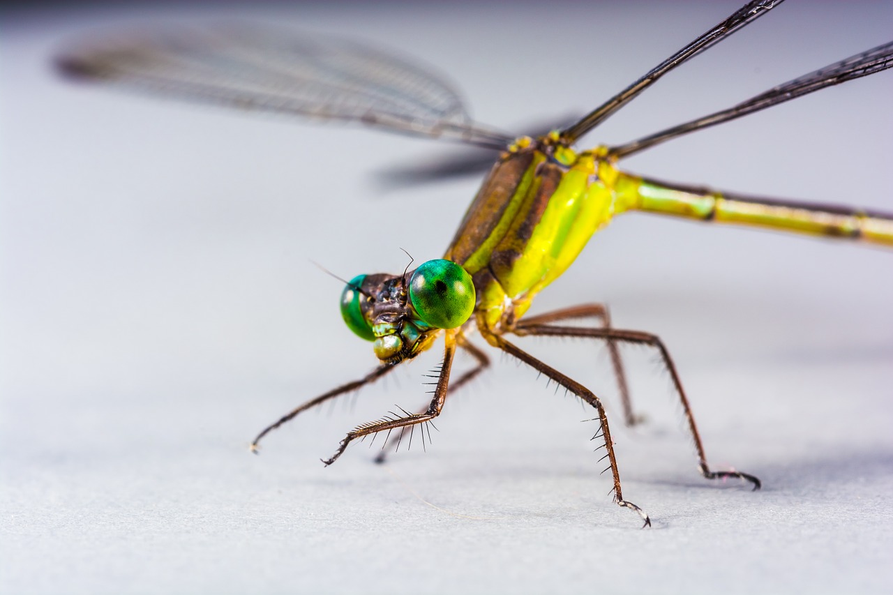 dragonfly insect close free photo