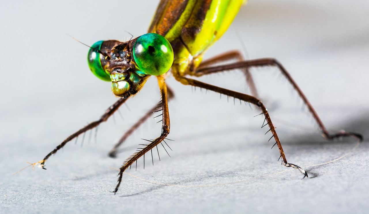 dragonfly insect close free photo