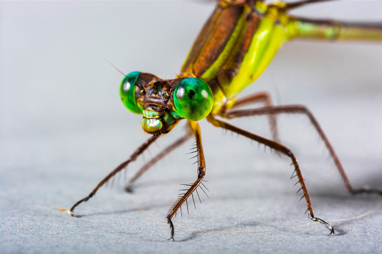 dragonfly insect close free photo