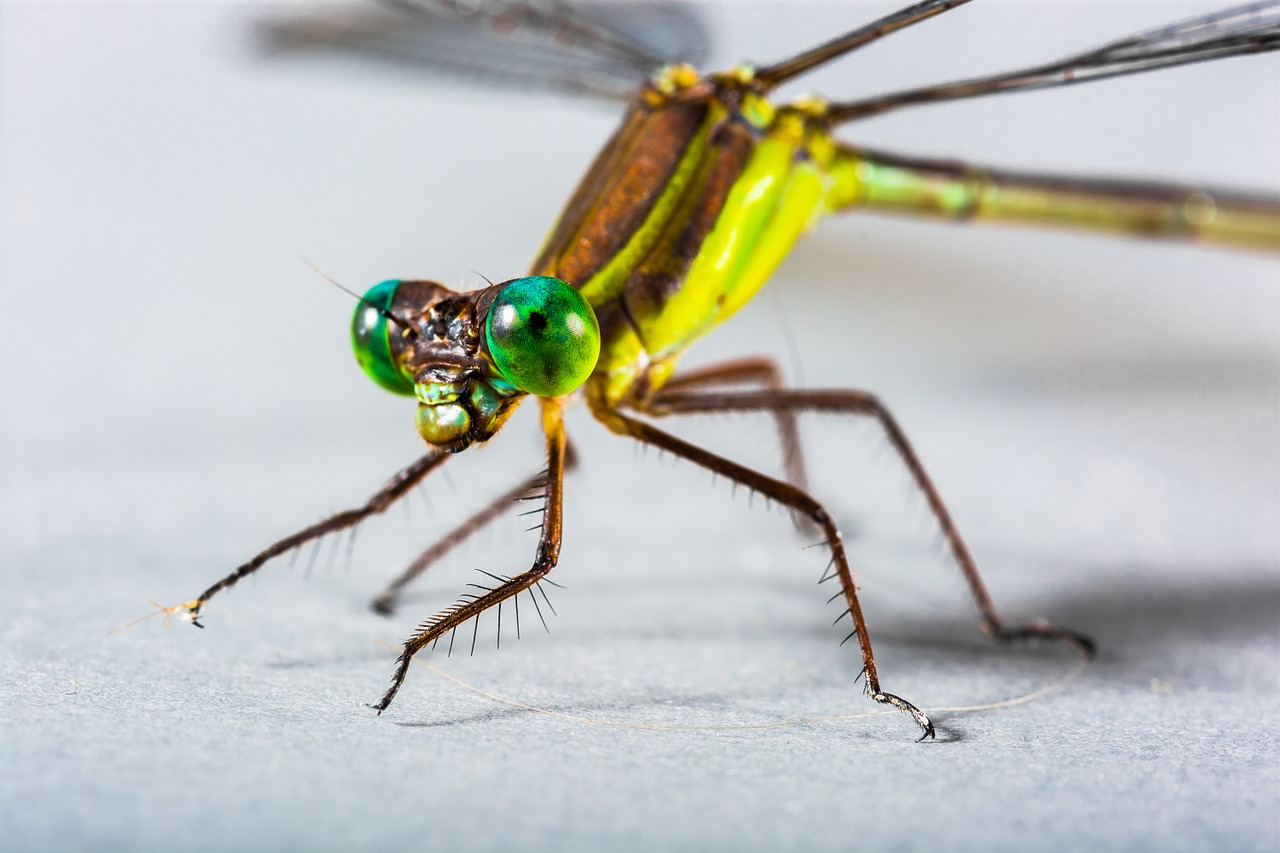 dragonfly insect close free photo