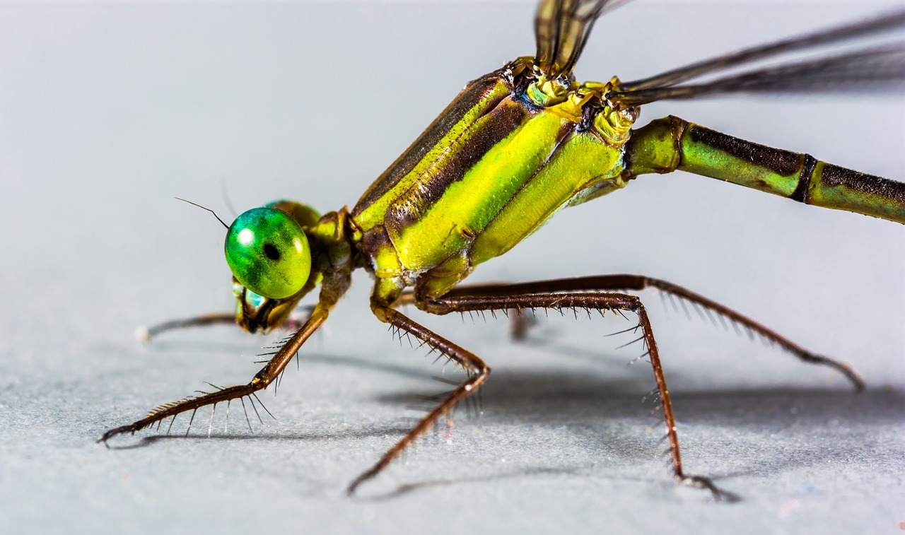 dragonfly insect close free photo